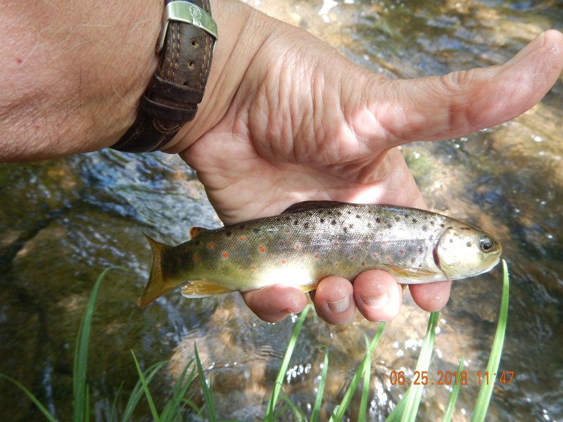 -Kettle Valley-116-.jpg